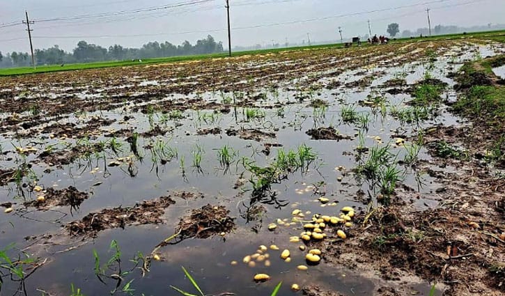 হঠাৎ বৃষ্টিতে আলু চাষিদের মাথায় হাত 