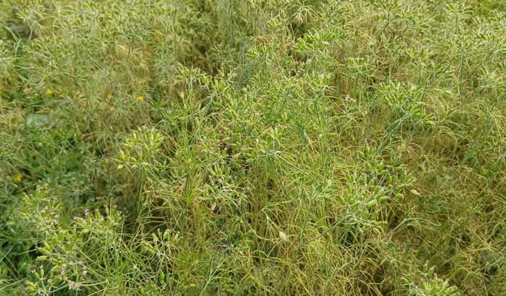 হিলিতে জিরা চাষে সাফল্য পেলন কৃষক হামিদুর