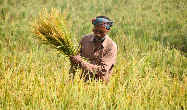 নগদ অর্থসহ ‘কৃষক কার্ডে’ থাকছে যেসব সুবিধা