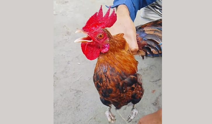 পাবনায় এক মোরগের ডাক নিয়ে আলোচনা