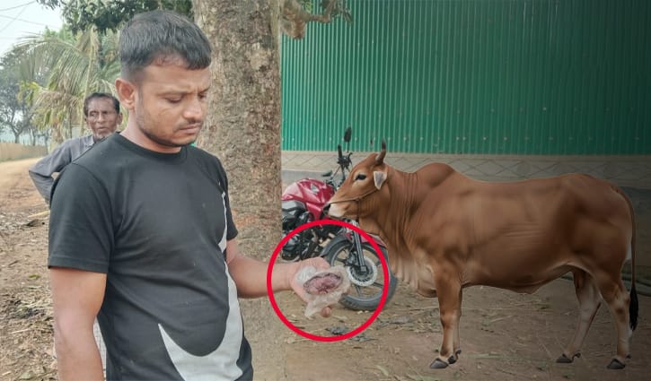 কোরবানির জন্য রাখা গরুর জিহ্বা কেটে দিল দুর্বৃত্তরা