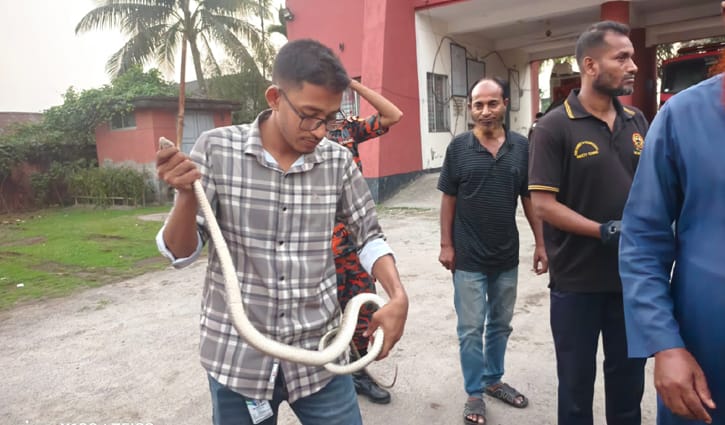 উদ্ধারের পর ৬ ফুট দৈর্ঘ্যের দাঁড়াশ সাপ বনে অবমুক্ত