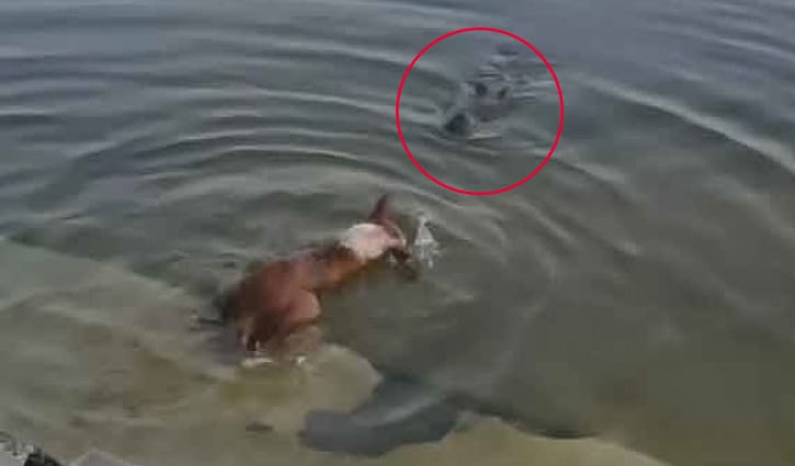 সেই কুকুরের নমুনা সংগ্রহ, ঘটনা তদন্তে কমিটি