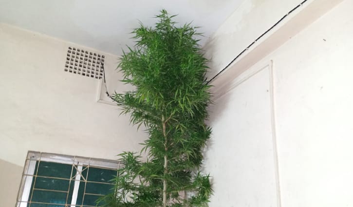 কুড়িগ্রামে ১০ ফুট লম্বা গাঁজা গাছ উদ্ধার