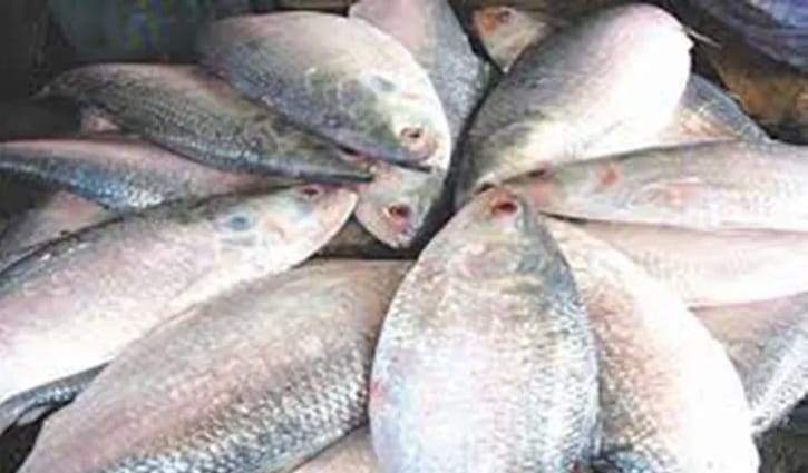 উৎসবের রঙে শহর, ইলিশের দামে অস্বস্তি