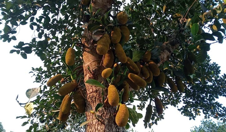 শ্রীপুরের গাছে গাছে কাঁঠালের মুচি