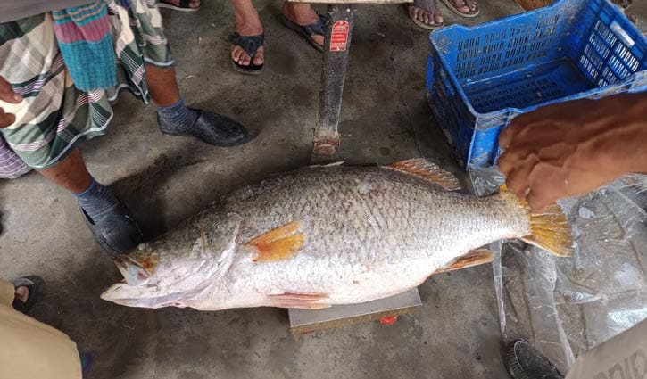 ধরা পড়ল ২২ কেজির কোরাল, বিক্রি হলো ৩০ হাজার টাকায়