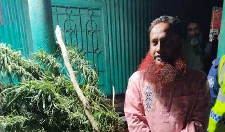 বাড়িতে গাঁজা চাষের অভিযোগে শিক্ষক গ্রেপ্তার