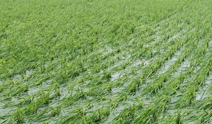 নীলফামারীতে শিলাবৃষ্টি, ফসলের ক্ষতিতে দিশেহারা কৃষক