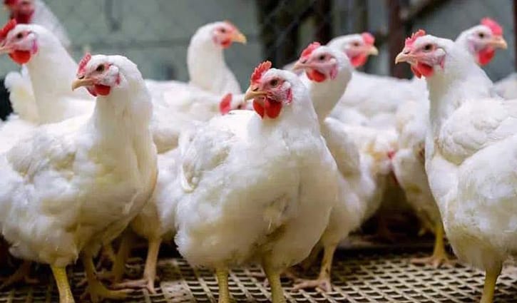 ঈদের আগে চড়া মুরগির বাজার, কমেছে পেঁয়াজের দাম