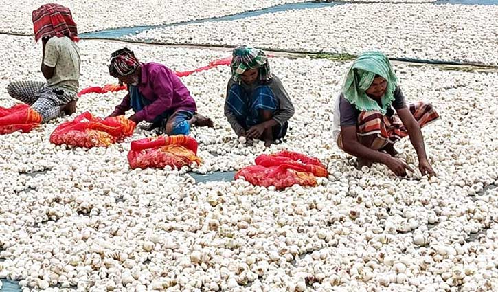 রসুনের বাম্পার ফলন, দাম নিয়ে শঙ্কায় চাষি