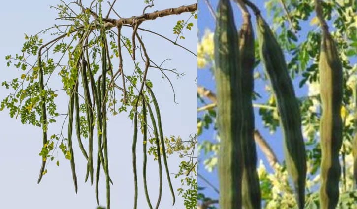 সজনে না কি লাজনা কিনছেন? গুরুত্বপূর্ণ পার্থক্যগুলো জেনে নিন