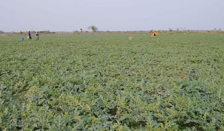খুলনা অঞ্চলে তরমুজের বাম্পার ফলন, ৭২৩ কোটি টাকা বিক্রির লক্ষ্য