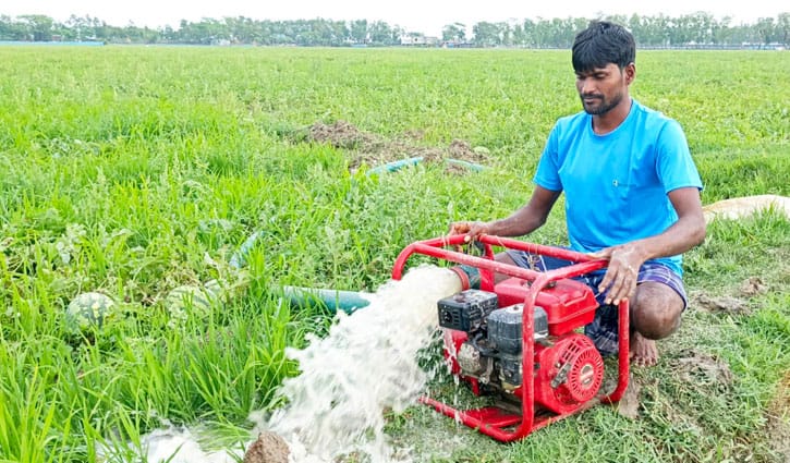 বৃষ্টিতে নষ্ট হচ্ছে তরমুজ, দিশেহারা কৃষক