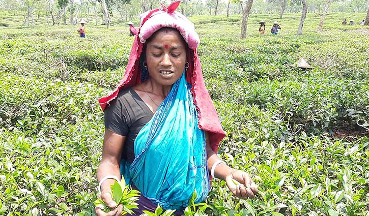 হবিগঞ্জে গুঁড়িগুঁড়ি বৃষ্টিতে হাসছে চা বাগান