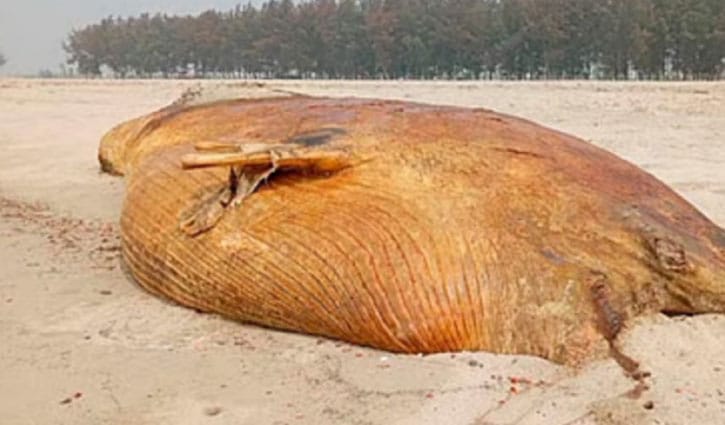 দেড় টনের মৃত তিমি সৈকতে, তীব্র দুর্গন্ধে ভোগান্তি