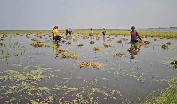 হাওরে ক্ষতিগ্রস্ত কৃষকের তালিকা যাচাইয়ে জটিলতা, প্রণোদনায় ধীরগতি