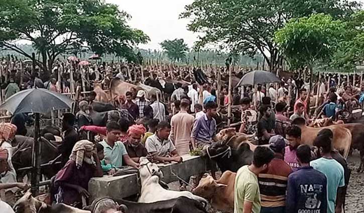হবিগঞ্জে জমতে শুরু করেছে কোরবানির পশুর হাট