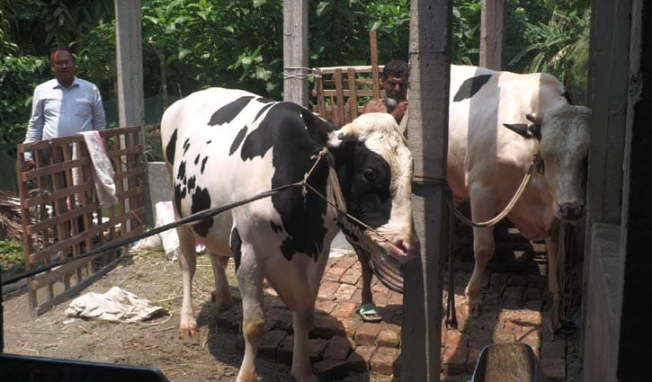 ভাগ্নের দাম ১০ লাখ, মামার দাম ৮ লাখ টাকা