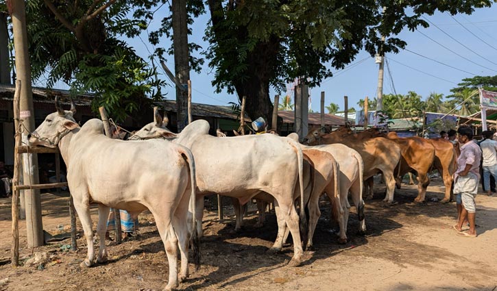 গো-খাদ্যের দাম বাড়ায় চিন্তায় খামারিরা, মাঝারি গরুতে নজর ক্রেতাদের
