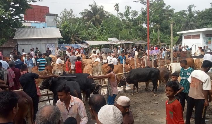 ঝালকাঠিতে দেশি গরুতে আগ্রহী ক্রেতা