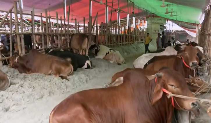 নতুন ঠিকানায় কাজলা পশুর হাট, ক্রেতা কম পশু বেশি 