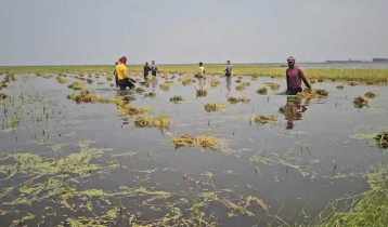 হাওরে ক্ষতিগ্রস্ত কৃষকের তালিকা যাচাইয়ে জটিলতা, প্রণোদনায় ধীরগতি