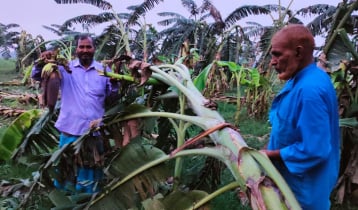 দেড় বিঘার কলাবাগান তছনছ, ৬ লাখ টাকার ক্ষতি কৃষকের