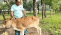 গাজীপুরে লাম্পি স্কিনে আক্রান্ত গরু, বাড়ছে খামারিদের দুশ্চিন্তা