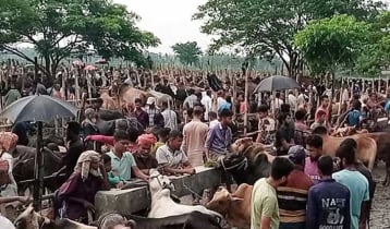 হবিগঞ্জে জমতে শুরু করেছে কোরবানির পশুর হাট