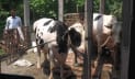 ভাগ্নের দাম ১০ লাখ, মামার দাম ৮ লাখ টাকা