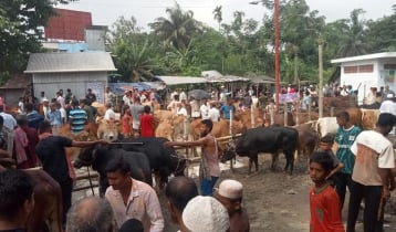 ঝালকাঠিতে দেশি গরুতে আগ্রহী ক্রেতা