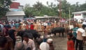 ঝালকাঠিতে দেশি গরুতে আগ্রহী ক্রেতা
