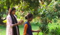 সবার জন্য উন্মুক্ত ২০০ গাছের লিচু 