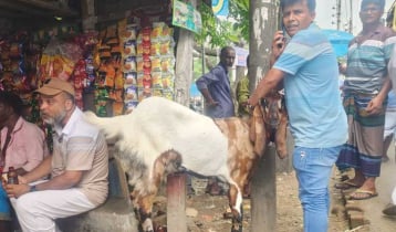 দেড় মণের ‘সঞ্চয়’, দাম হাঁকা হচ্ছে সোয়া লাখ