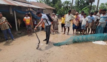 বগুড়ায় ৬ ফুট লম্বা পদ্ম গোখরা উদ্ধার, পরে অবমুক্ত