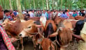 ঠাকুরগাঁওয়ে কমছে পশুর দাম, শঙ্কায় খামারিরা
