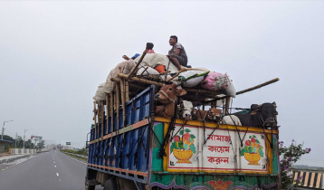 ‘কোরবানির গরুর গাড়ি নিয়ে টানাটানি করলে কঠোর ব্যবস্থা’ 