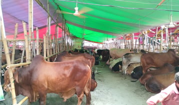 চাহিদার তুলনায় গরু বেশি, শঙ্কায় বেপারিরা