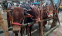 পোস্তগোলা হাটে জমজমাট বিক্রি, চাহিদায় মাঝারি গরু