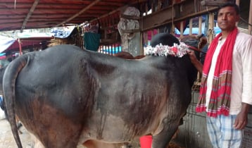 জমজমাট কমলাপুর পশুর হাট