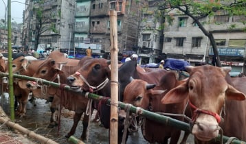 ধোলাইখাল হাটে ছোট ও মাঝারি গরুর চাহিদা, দামও বেশি