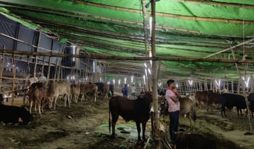 অবিক্রিত পশু নিয়ে বিপাকে খামারিরা, ফেরত নেওয়ার প্রস্তুতি
