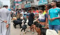 বাড্ডায় প্রধান সড়কে ছাগলের হাট, বাড়ছে ভোগান্তি