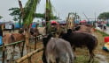 গরুর হাটে বৃষ্টির বাগড়া, ভোগান্তিতে ক্রেতা-বিক্রেতারা