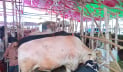 কোরবানির হাটে বড় গরু নিয়ে বিপাকে খামারি-ব্যবসায়ীরা