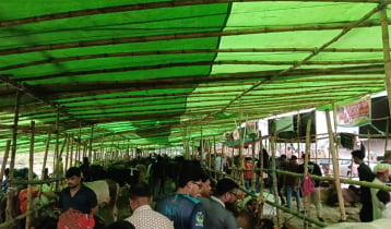 বৃষ্টি উপেক্ষা করে জমজমাট কালশী পশুর হাট