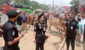 ঈদে পশুর হাটে র‌্যাবের কঠোর নিরাপত্তা: জাল টাকা রোধ ও ক্যাশলেস লেনদেনে জোর