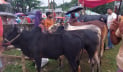 সুনামগঞ্জে ছোট-মাঝারি ষাঁড়ের দাম চড়া