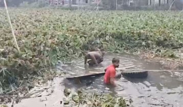 গোপালগঞ্জে ট্রাক খালে পড়ে ৪ গরুর মৃত্যু